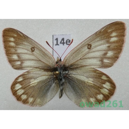 Colias tamerlana mongola Alphéraky, 1897 Russia14e